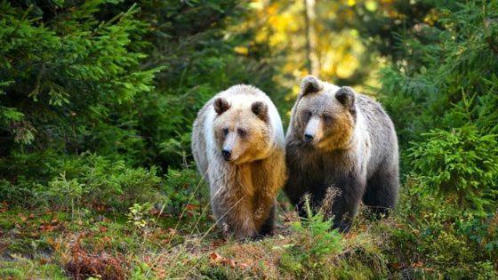 Hotel Au Lit Des Ours Han-sur-Lesse Kültér fotó